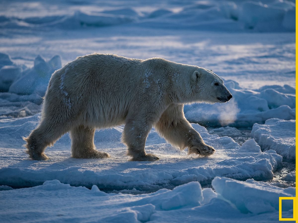 暗网北极熊视频